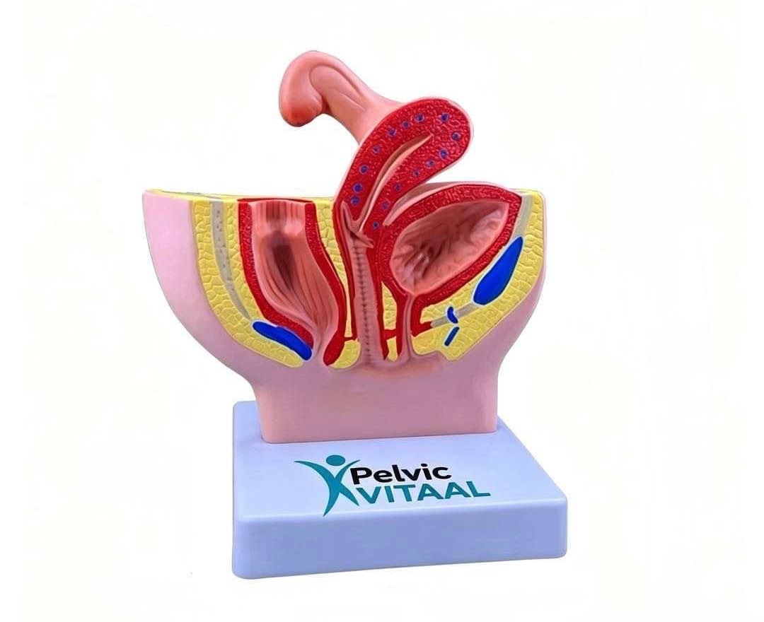 Anatomisch model van de vrouwelijke bekkenbodem, gebruikt tijdens de intake